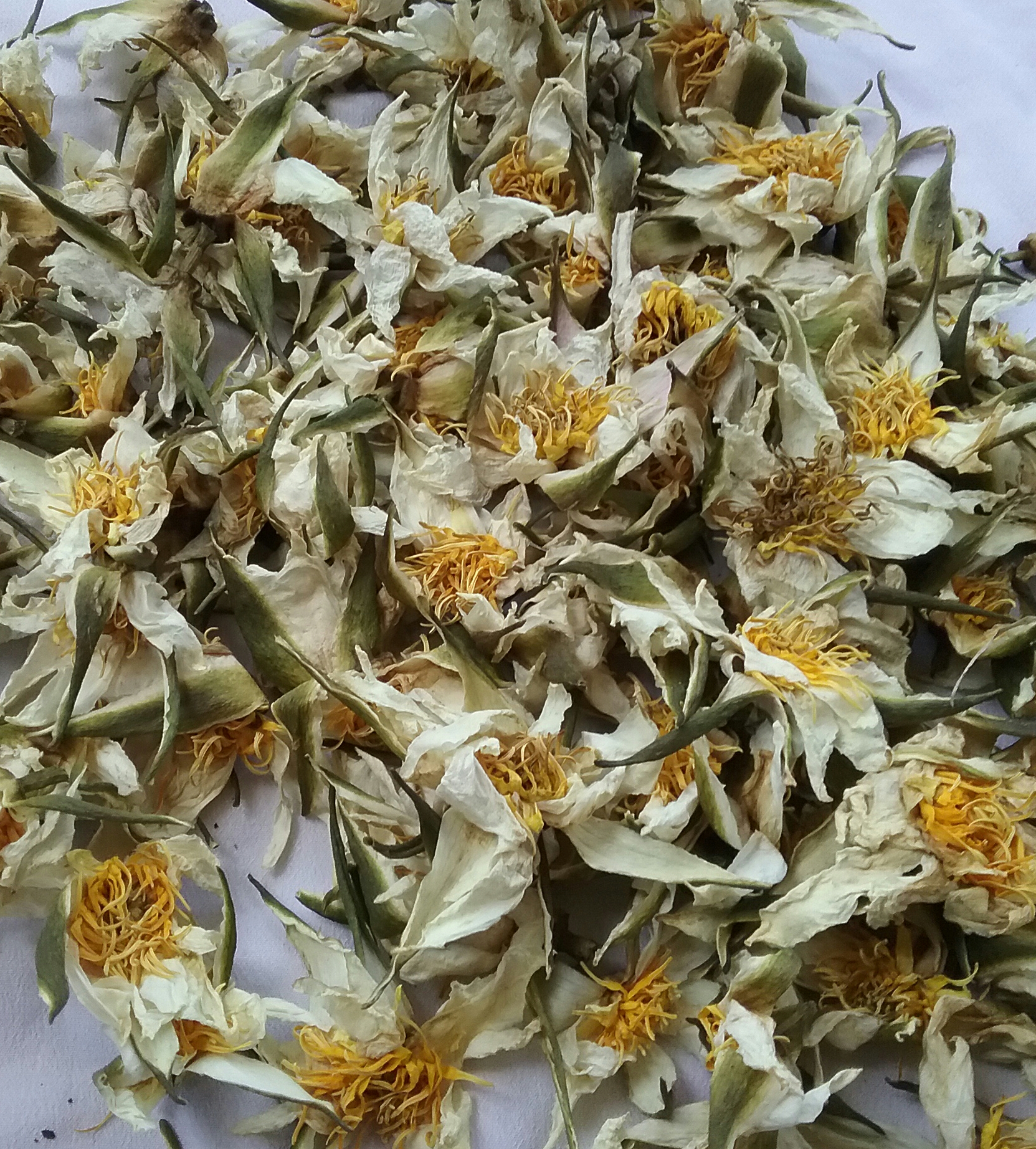 Water Lily (Kamal)