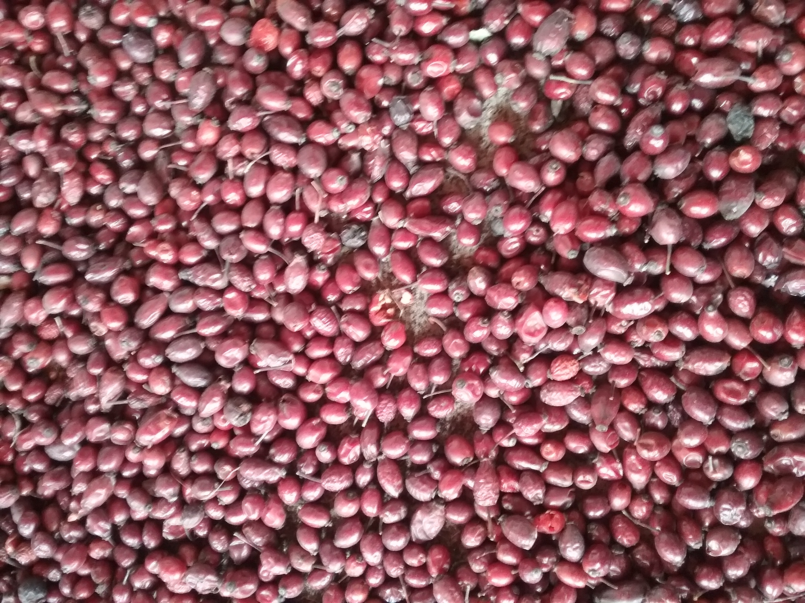 Wild Himalayan Rose Hip Oil