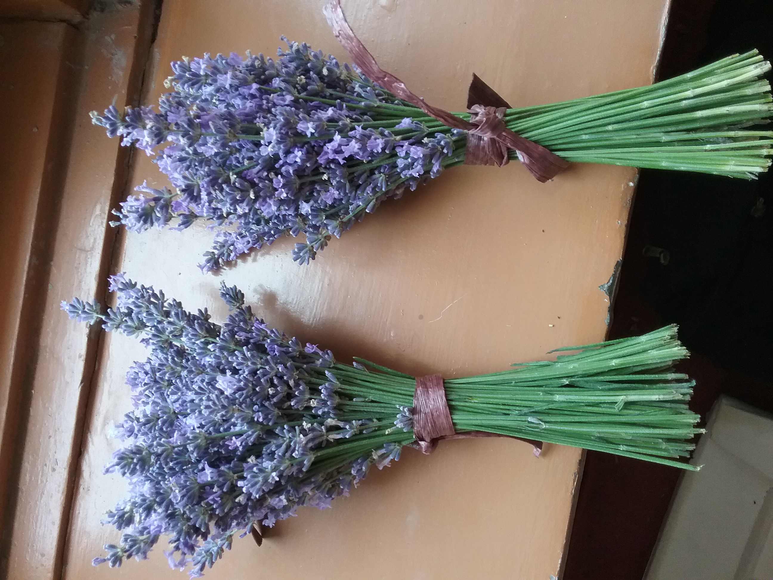 Lavender Flower
