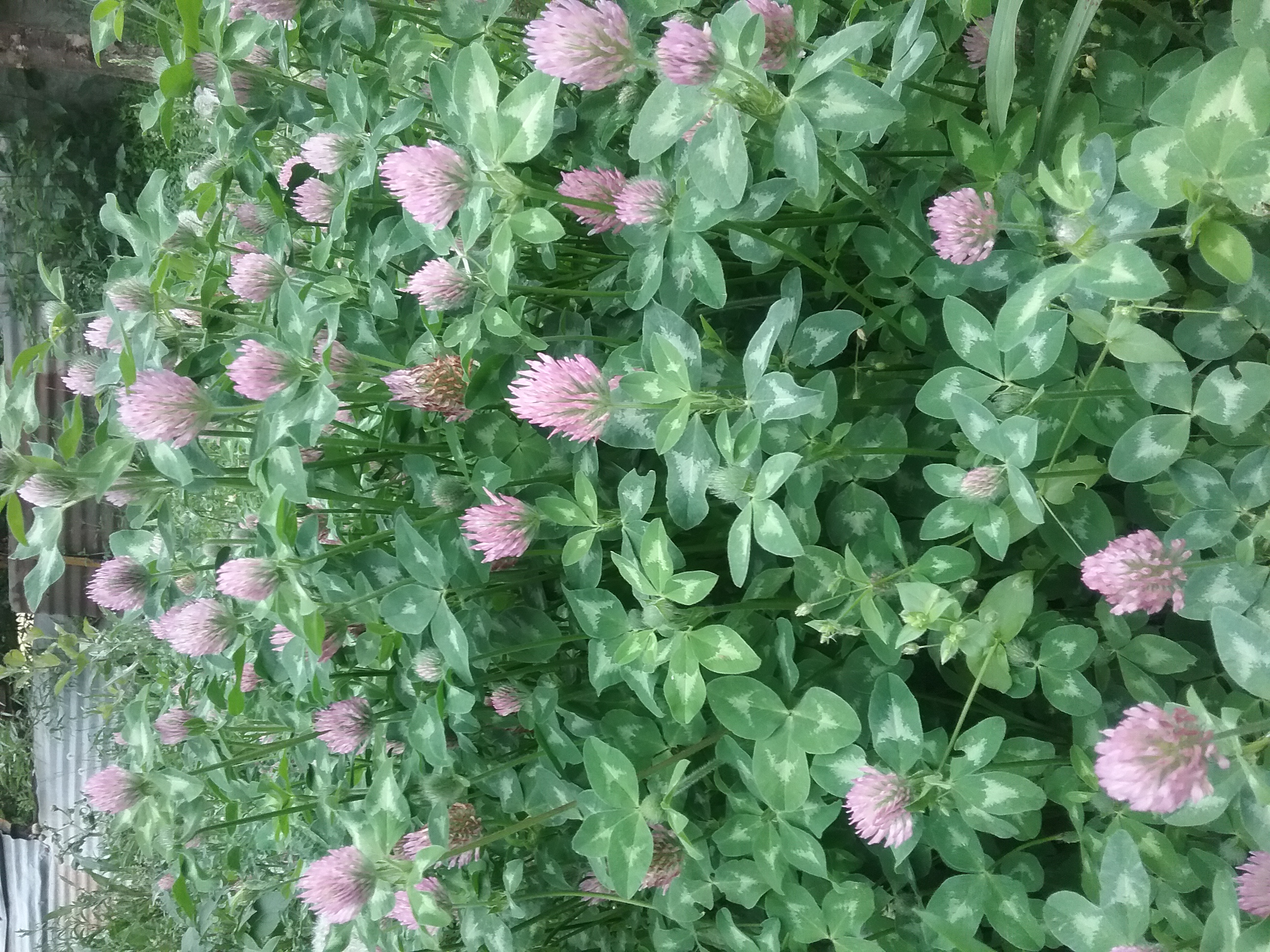 Red Clover Blossom